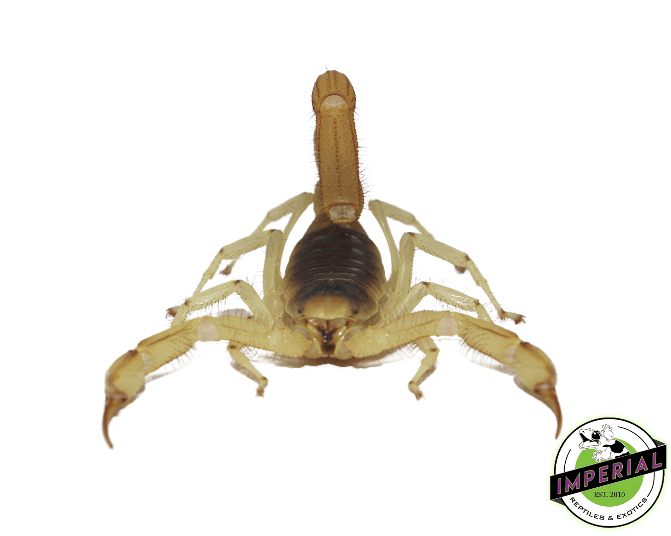 Desert Hairy Scorpion For Sale Imperial Reptiles IMPERIAL REPTILES