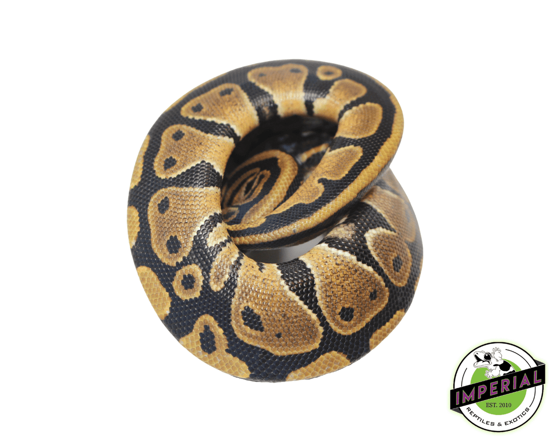 dinker-african-import-ball-