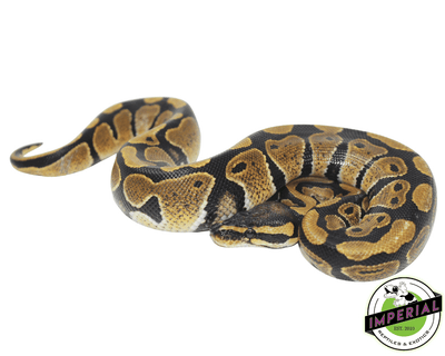 dinker african import ball python for sale, buy reptiles online