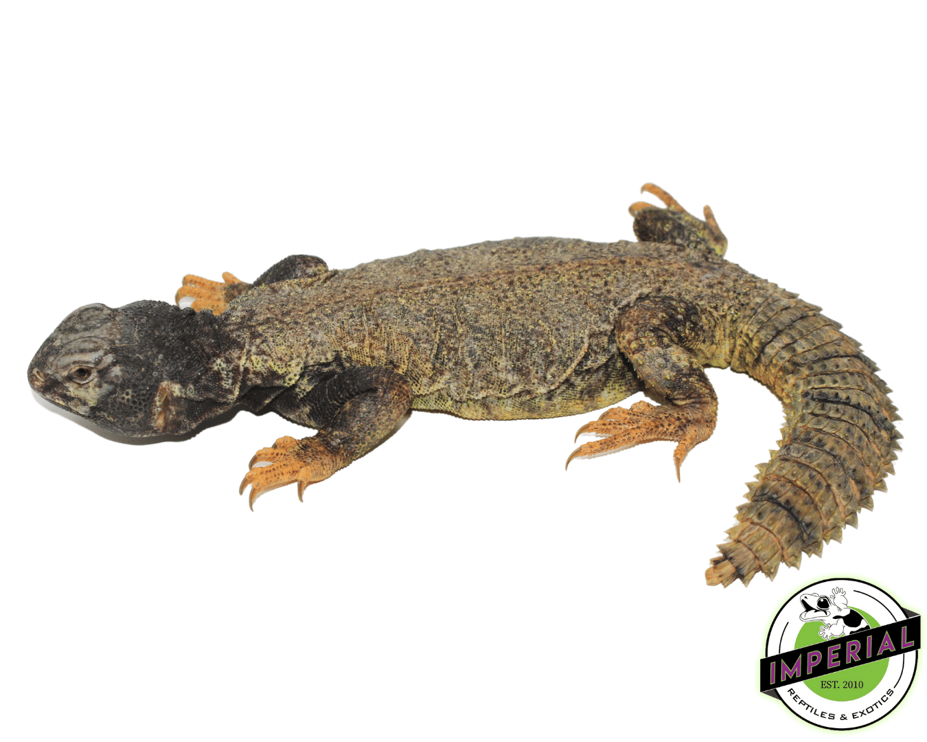 Dispar Golden Uromastyx For Sale - Imperial Reptiles – IMPERIAL