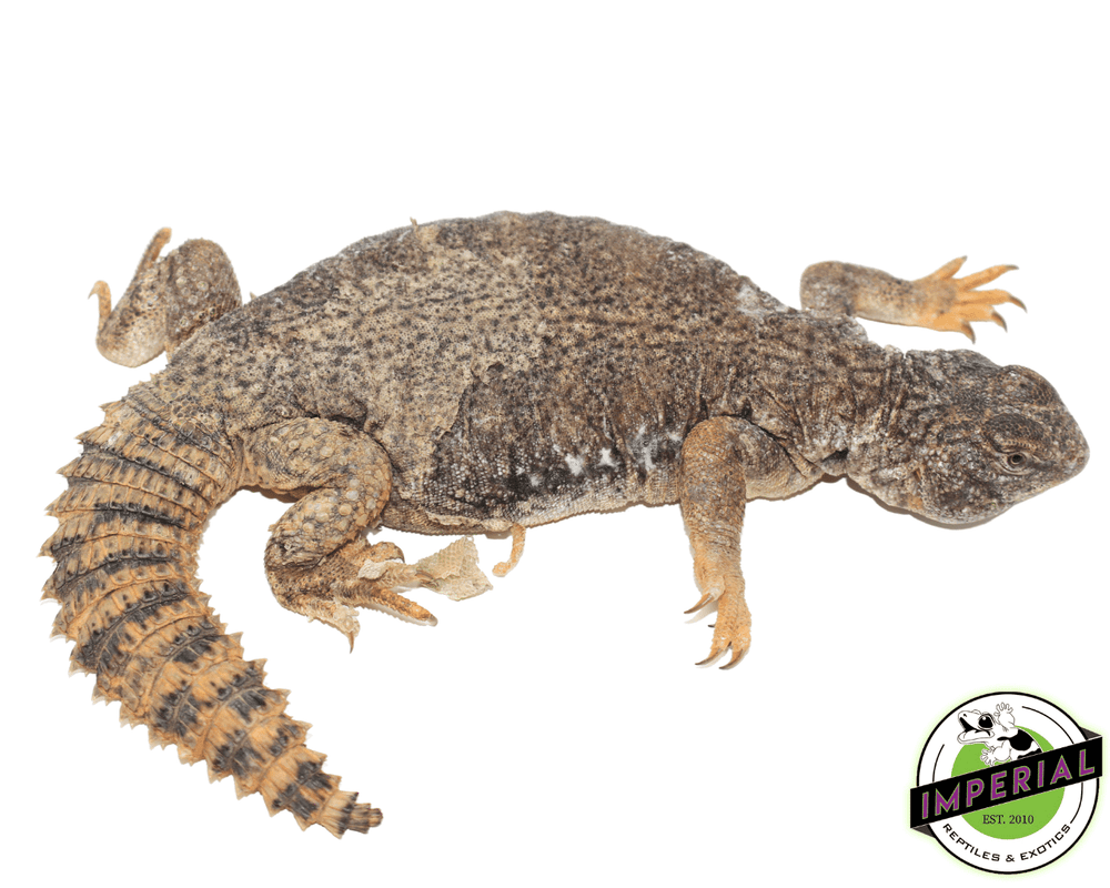 Uromastyx For Sale Imperial Reptiles IMPERIAL REPTILES EXOTICS