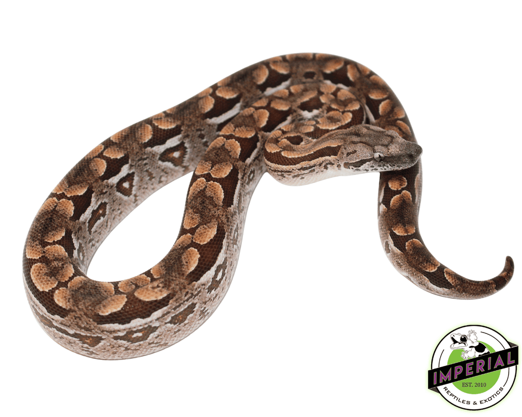 Dumeril's Boa Animal Facts  Acrantophis dumerili - A-Z Animals