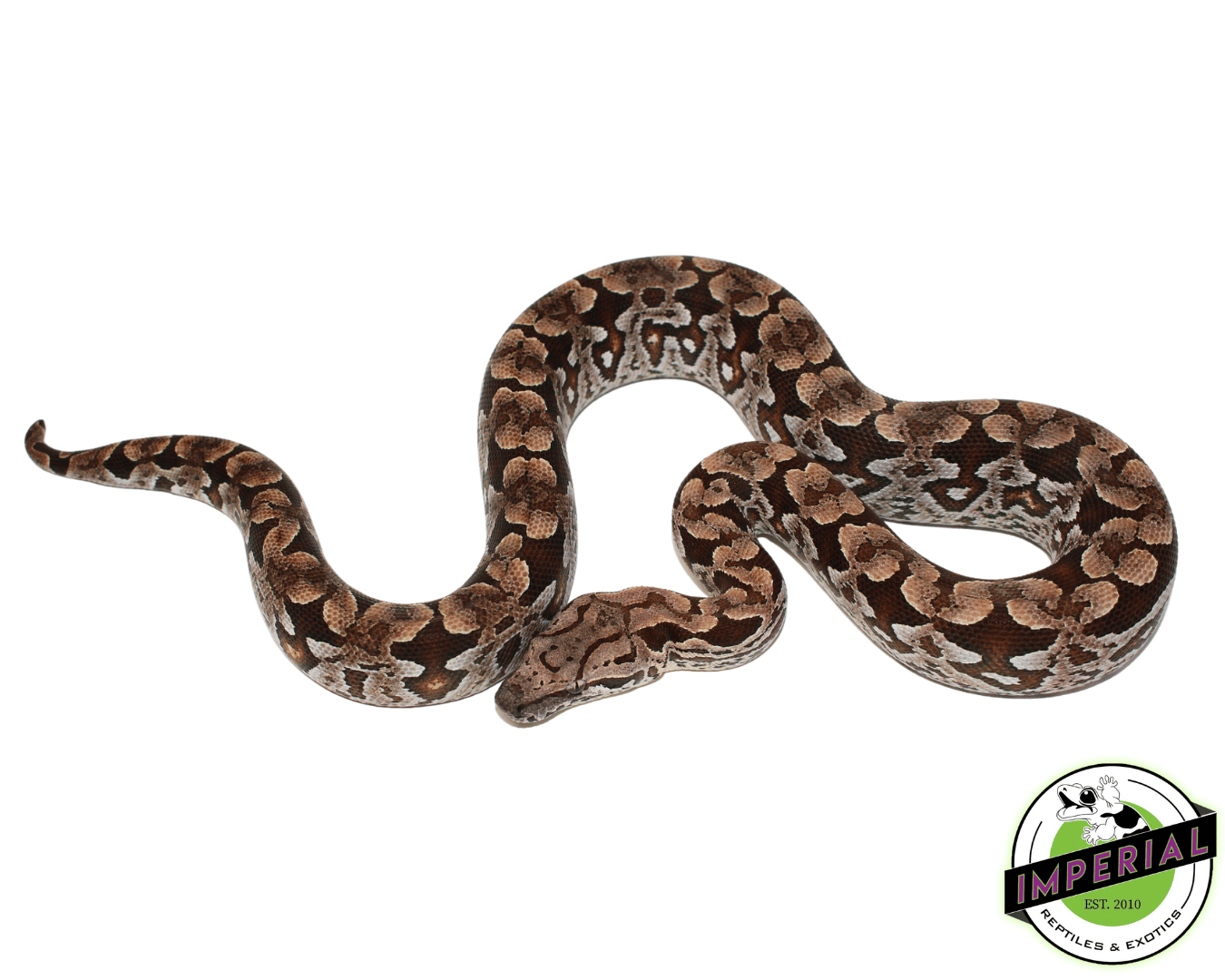 Baby Dumeril's Boa For Sale - Imperial Reptiles – IMPERIAL REPTILES