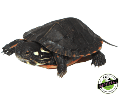 eastern painted turtle for sale, buy reptiles online