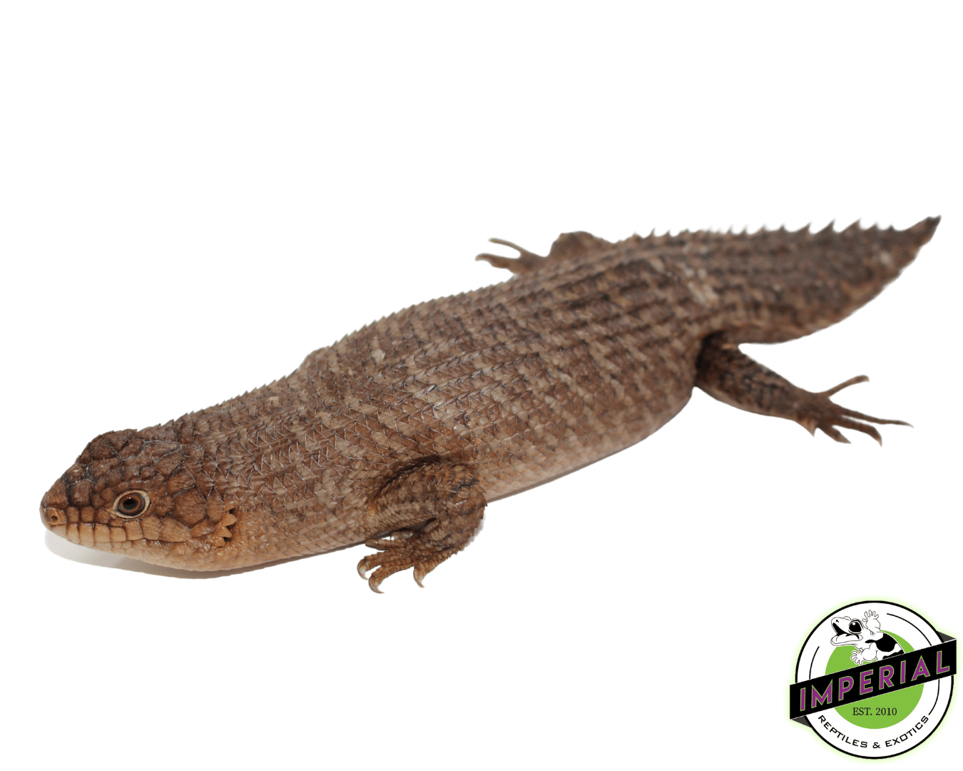 Gidgee Spiney Tail Skinks (Egernia stokesii) For Sale Imperial