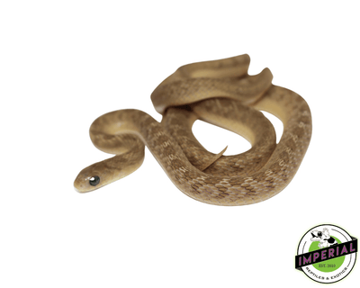 egg eater snake for sale, buy reptiles online