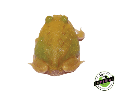 egg yolk pacman frog for sale, buy amphibians online