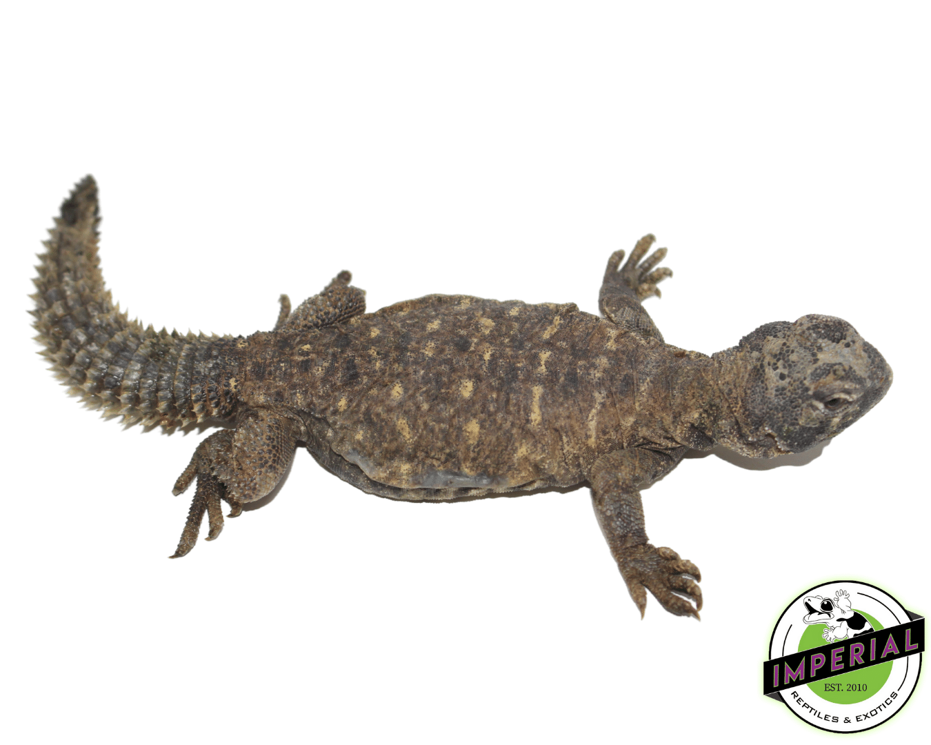 Egyptian Uromastyx For Sale Imperial Reptiles IMPERIAL REPTILES