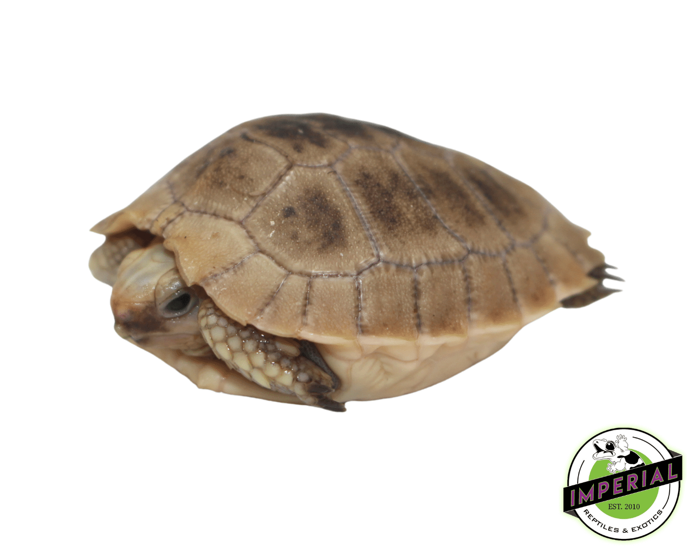 elongated tortoise for sale, buy reptiles online