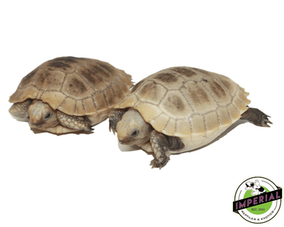 elongated tortoise for sale, buy reptiles online