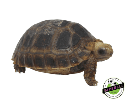 elongated x travencore tortoise for sale online, buy cheap tortoises near me