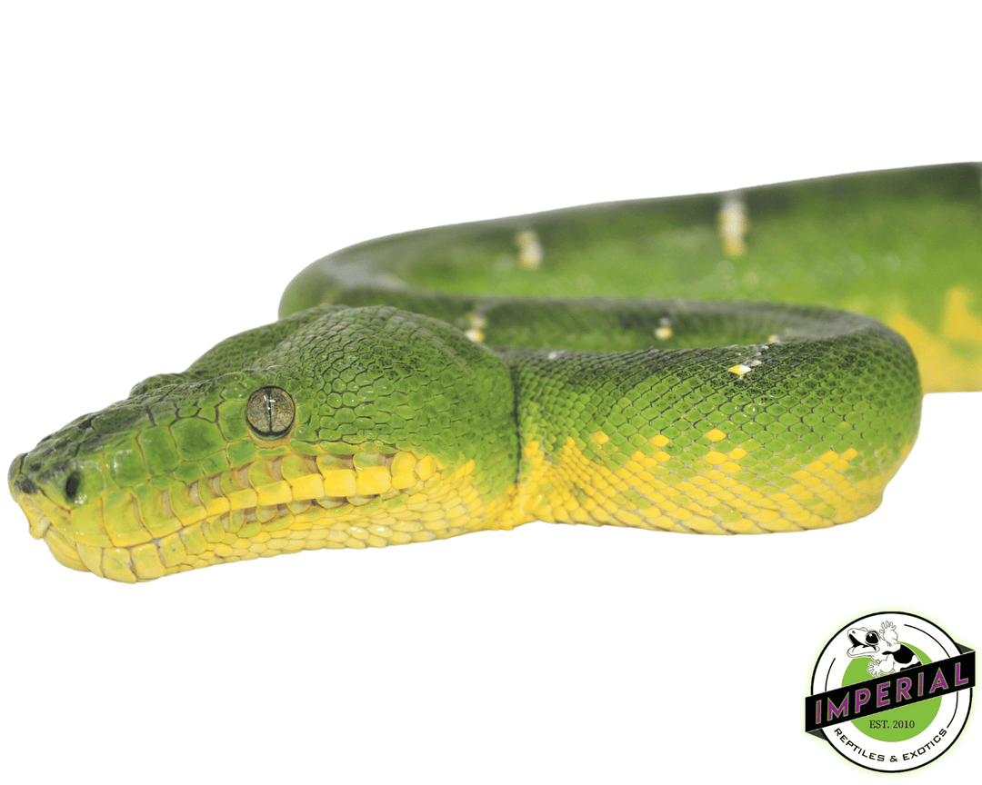 Emerald Tree Boa For Sale - Imperial Reptiles – IMPERIAL REPTILES