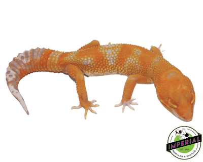 Emerine leopard gecko for sale, buy reptiles online