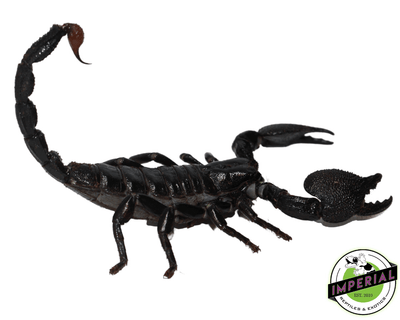 buy scorpion online at cheap prices, scorpions for sale near me