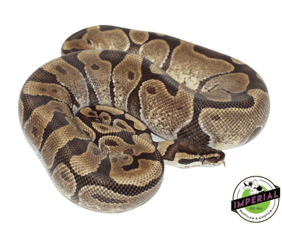enchi ball python for sale, buy reptiles online