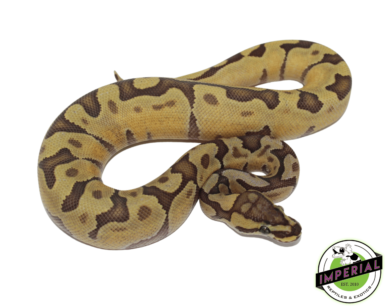 enchi ghost ball python for sale, buy reptiles online