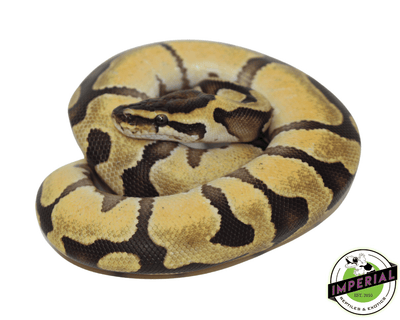 enchi lemonback ball python for sale, buy reptiles online