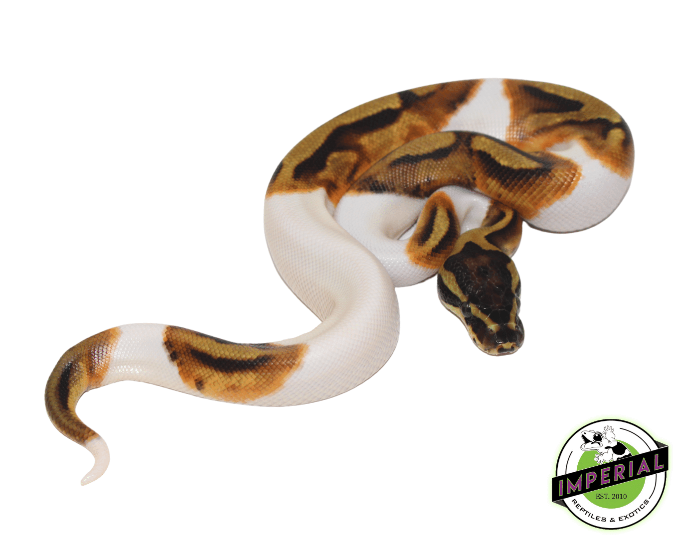 enchi pied ball python for sale online, buy cheap ball pythons near me