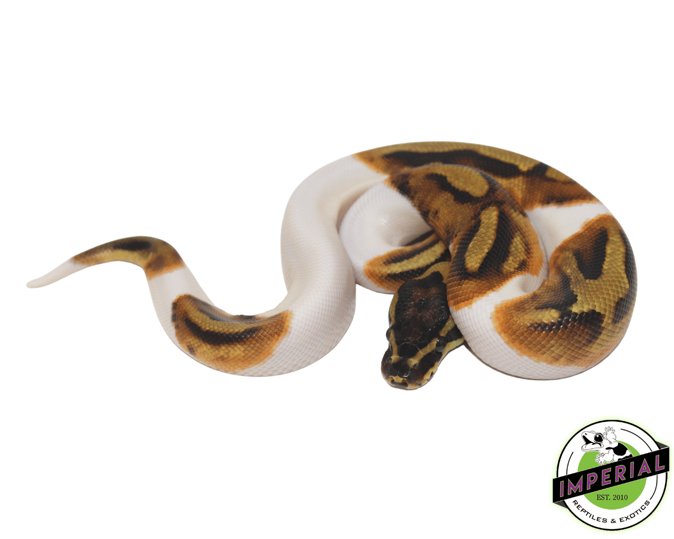 enchi pied ball python for sale online, buy cheap ball pythons near me