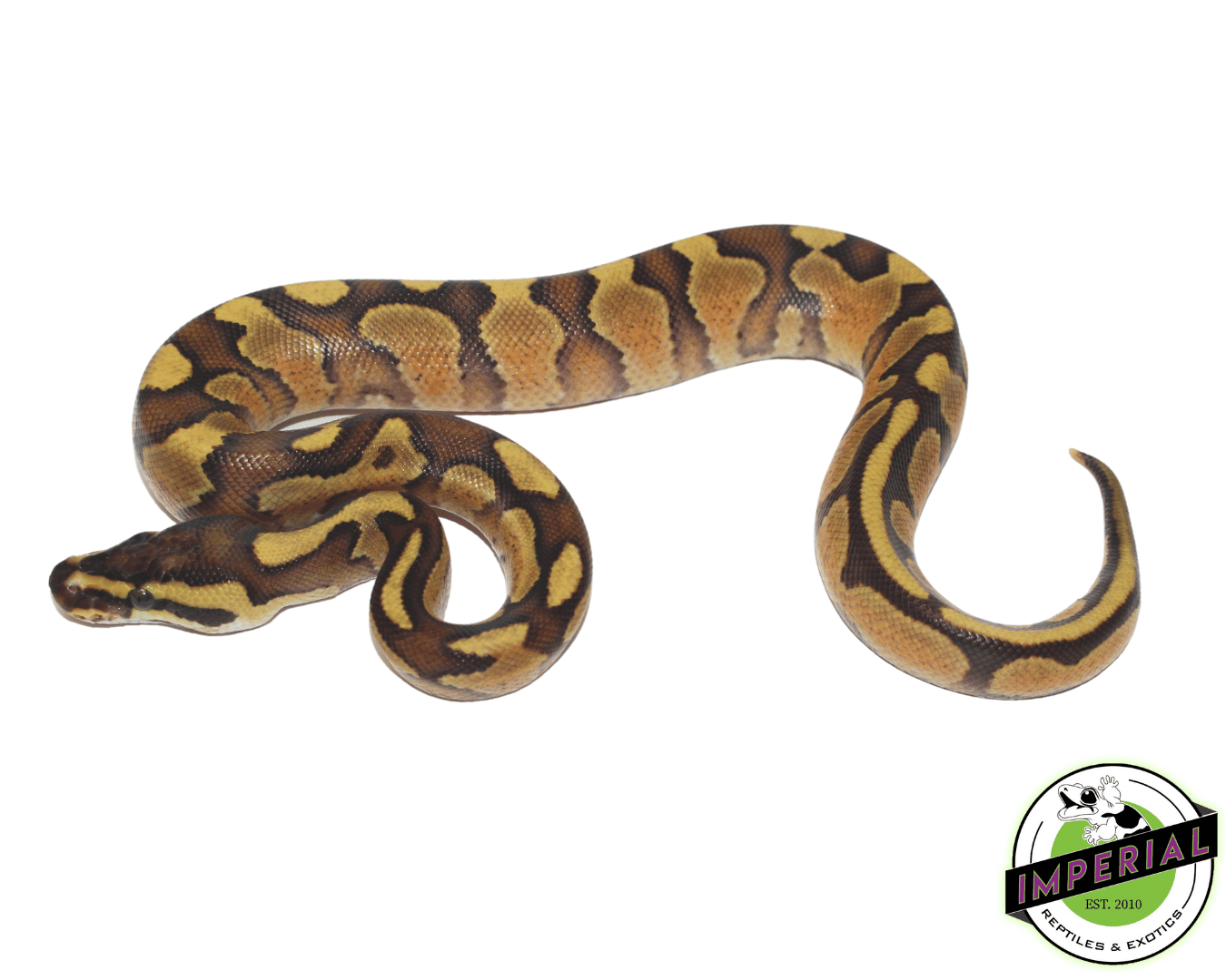 enchi spark ball python for sale, buy reptiles online