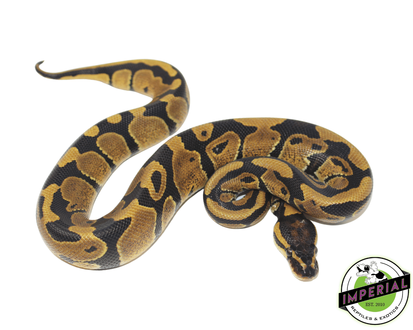 dinker african import ball python for sale, buy reptiles online