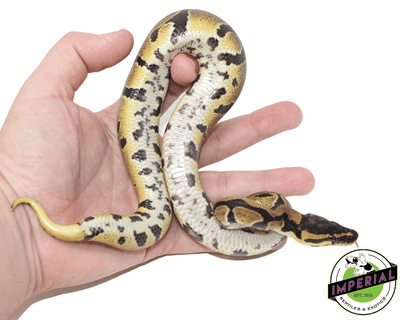 dinker african import ball python for sale, buy reptiles online