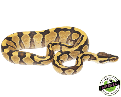 enchi yellowbelly ball python for sale, buy reptiles online