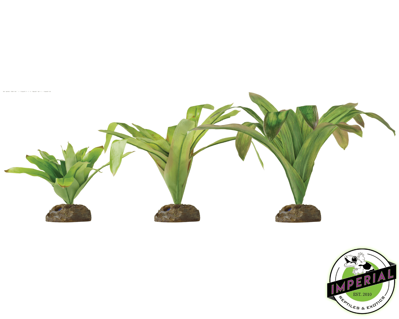 Dart Frog Bromelia For Sale - Imperial Reptiles – IMPERIAL REPTILES