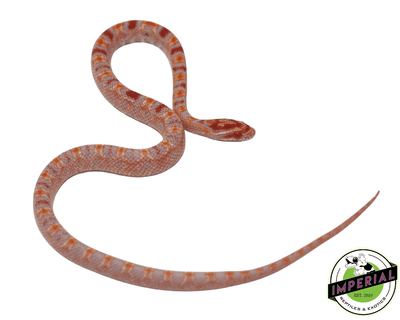 albino extreme reverse okeetee corn snake for sale, buy reptiles online