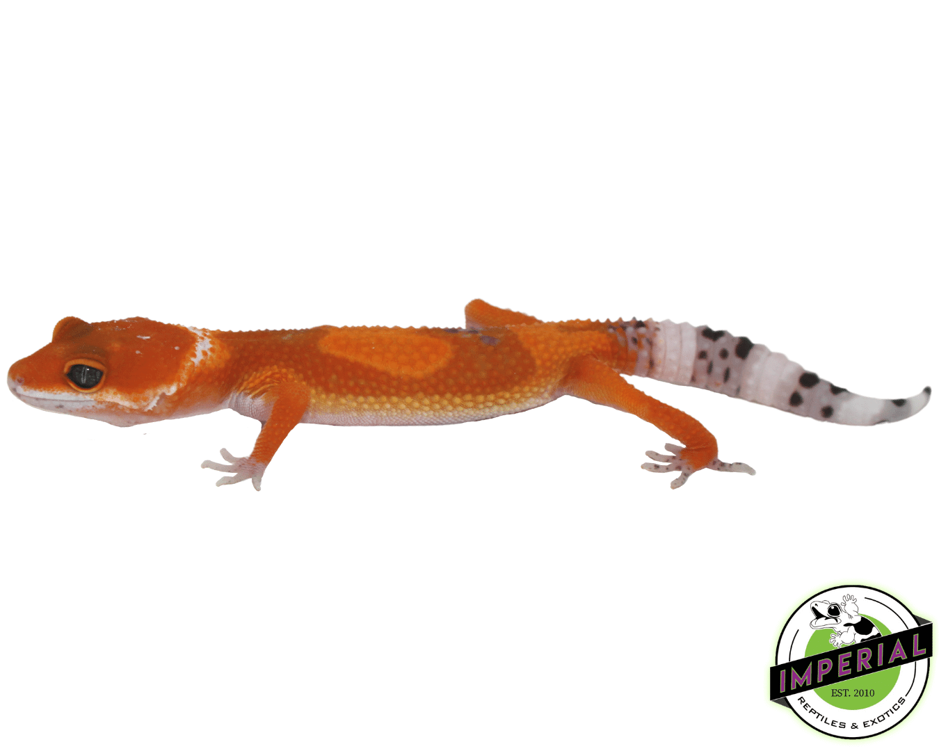 extreme tangerine leopard gecko for sale, buy reptiles online