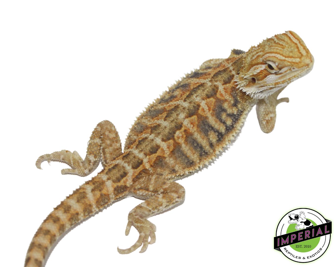 Citrus Tiger Bearded Dragon