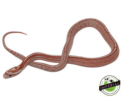 faded tessera Corn Snake for sale, buy reptiles online at cheap prices