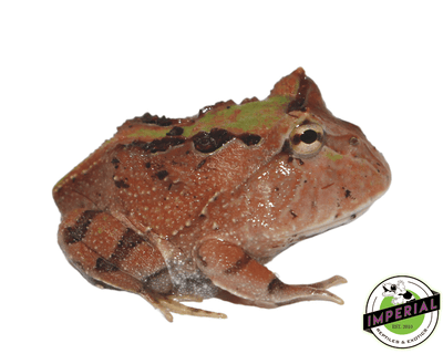 fantasy pacman frog for sale, buy amphibians online