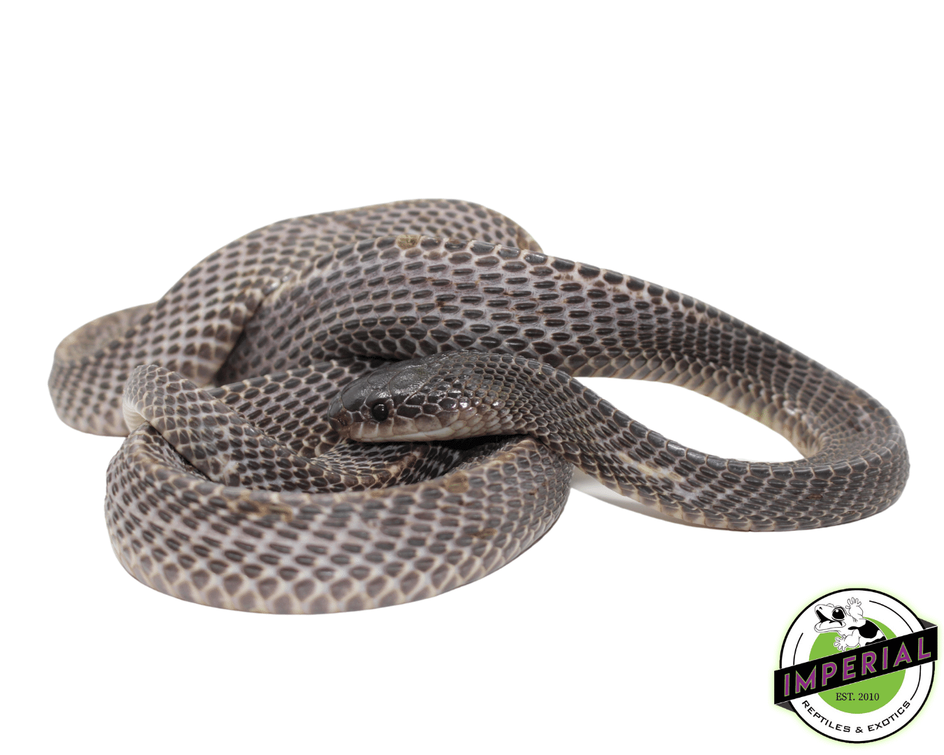 african file snake for sale, buy reptiles online