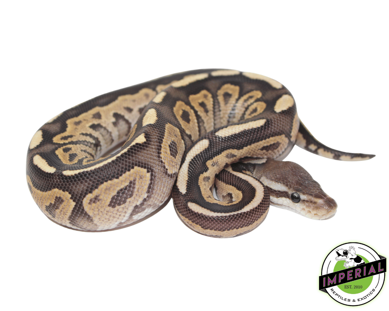 Normal Ball Python Vs Cinnamon Ball Python Cinnamon Ball Python Vs Normal
