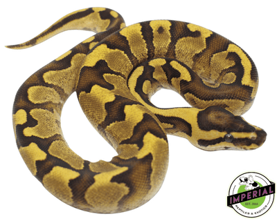 Enchi Fire Yellowbelly  ball python for sale, buy ball pythons online at cheap prices