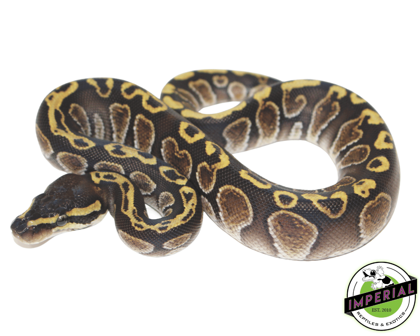 ghi fire ball python for sale, buy reptiles online