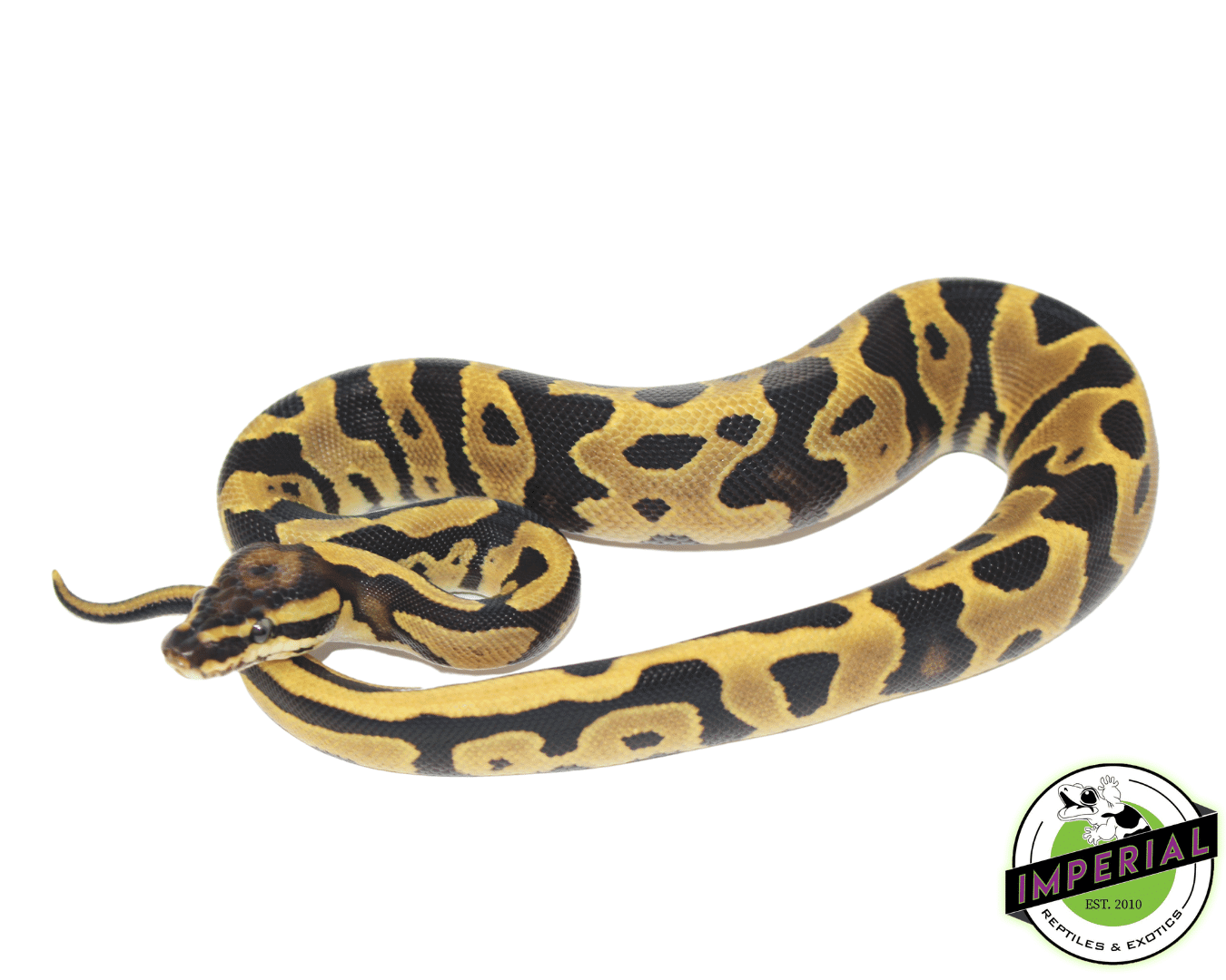 leopard fire  ball python for sale, buy reptiles online