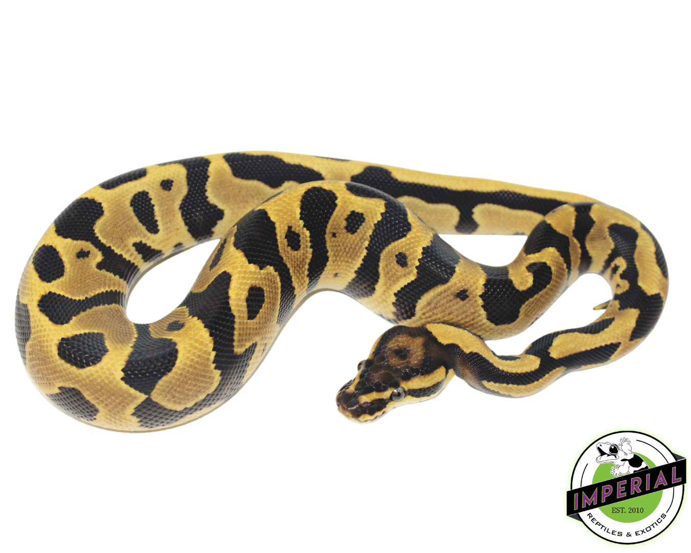 Leopard Fire Ball Python For Sale - Imperial Reptiles – IMPERIAL ...