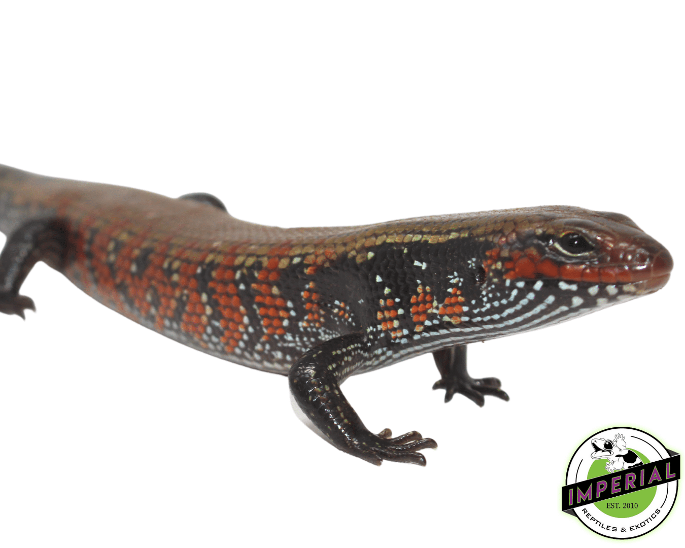 fire skink for sale, buy reptiles online