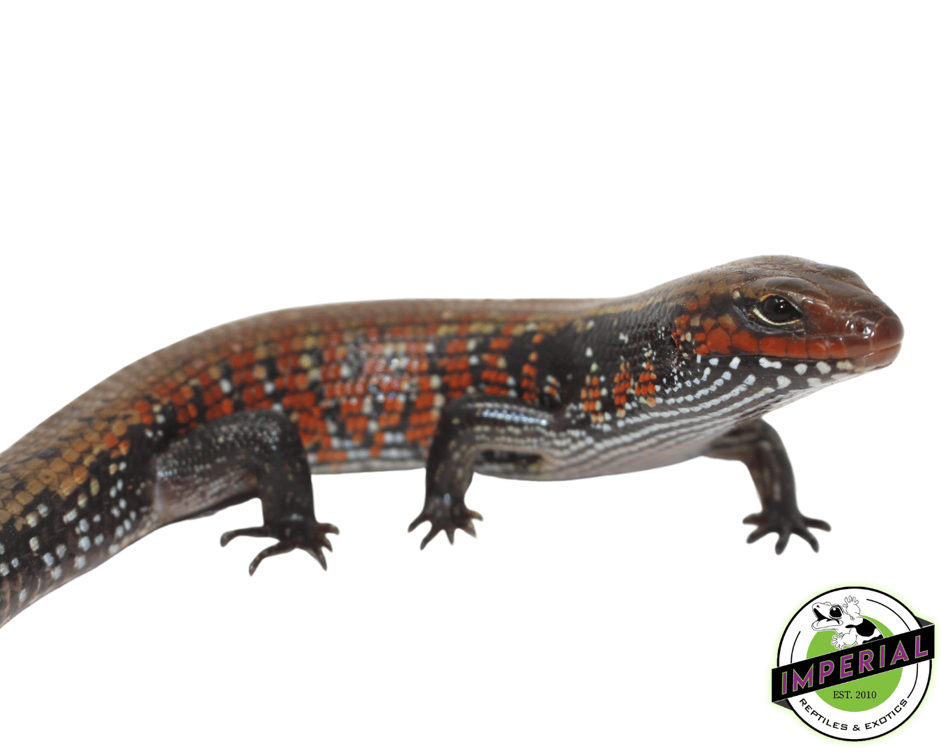 Fire Skink For Sale Imperial Reptiles IMPERIAL REPTILES & EXOTICS