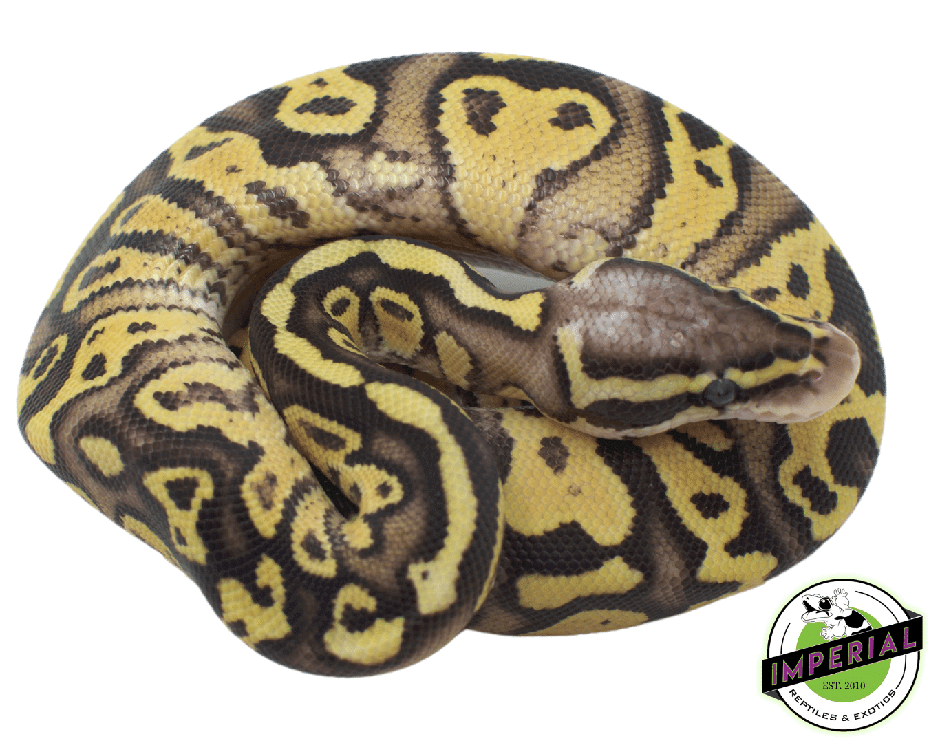 firefly ball python for sale, buy reptiles online