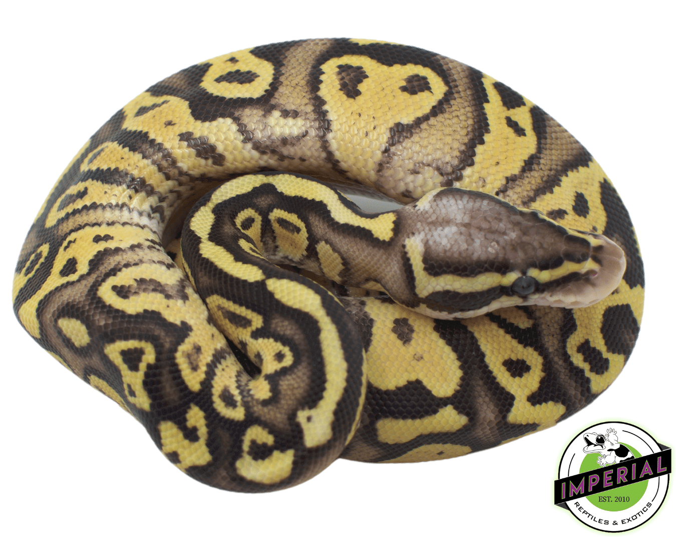 Firefly Ball Python Firefly Ball Python Names