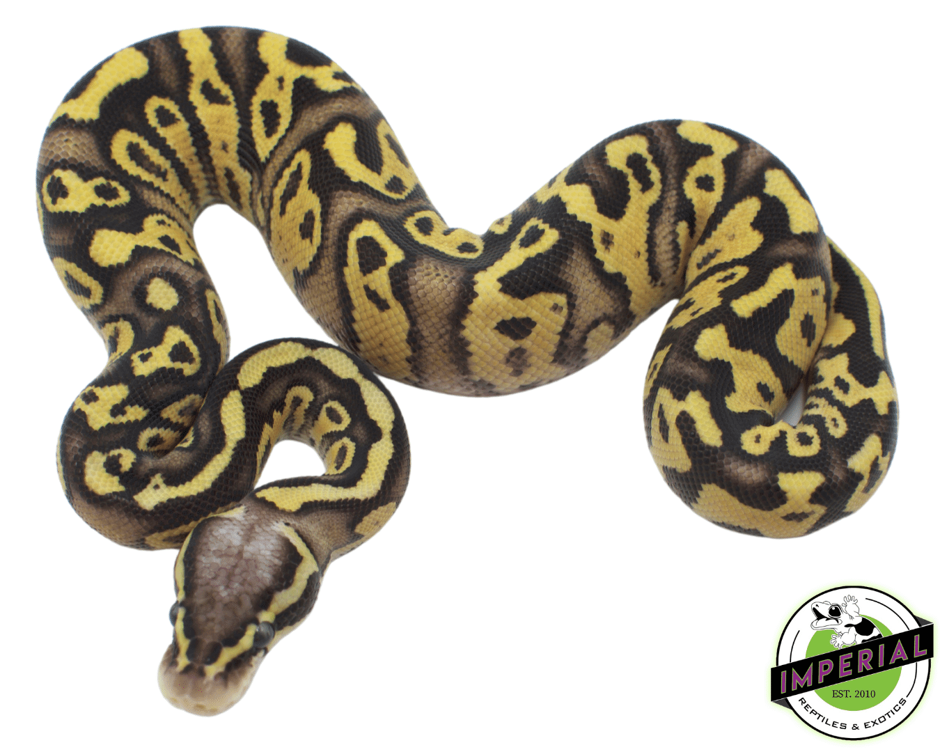 Axanthic Firefly Ball Python