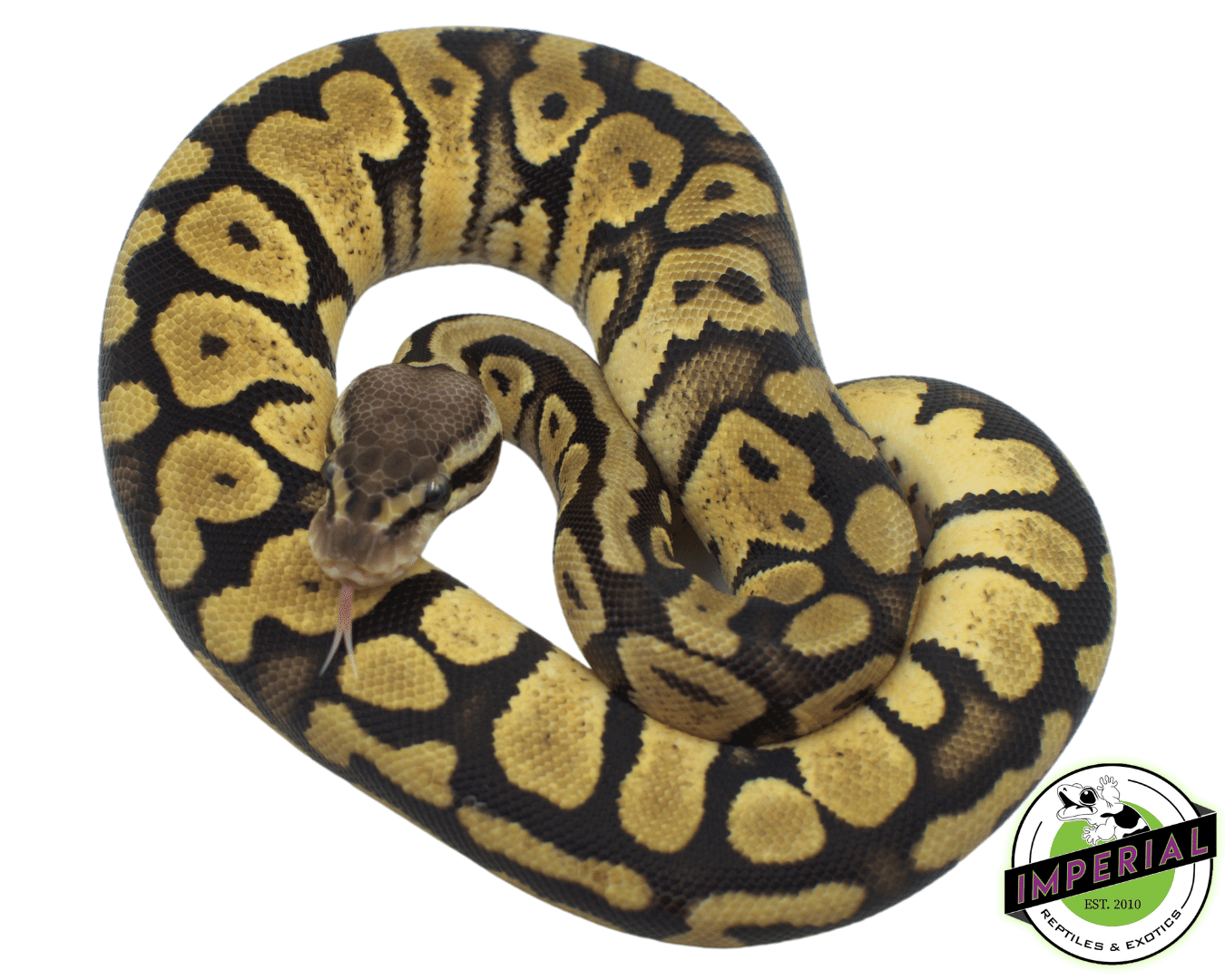 Ball Python Belly Patterns