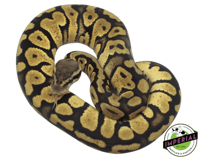 firefly yellowbelly ball python for sale online, buy ball pythons near me