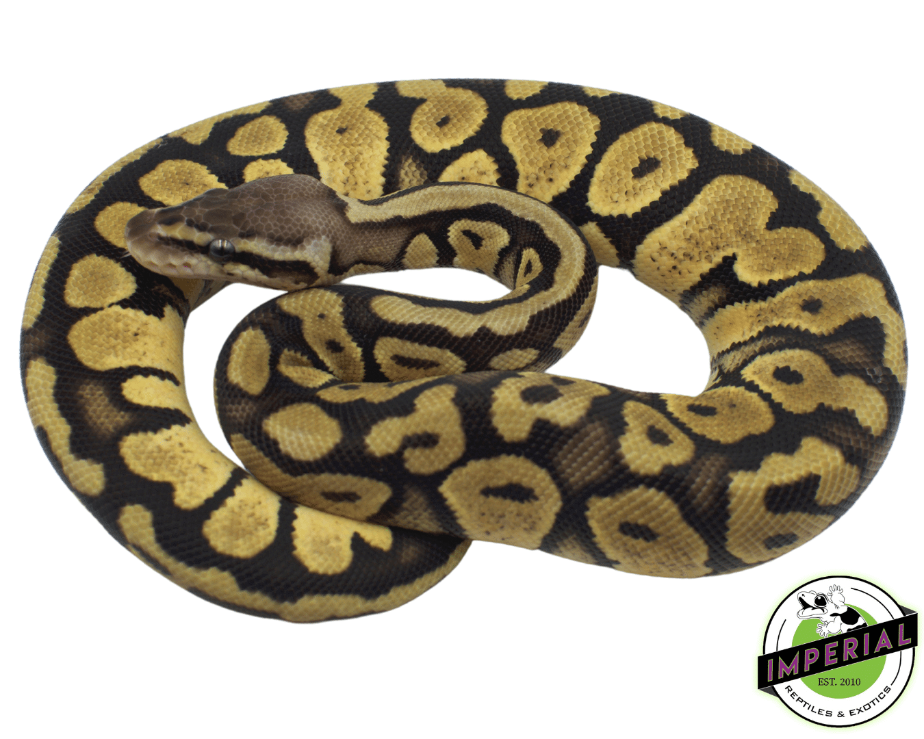 Firefly Ball Python