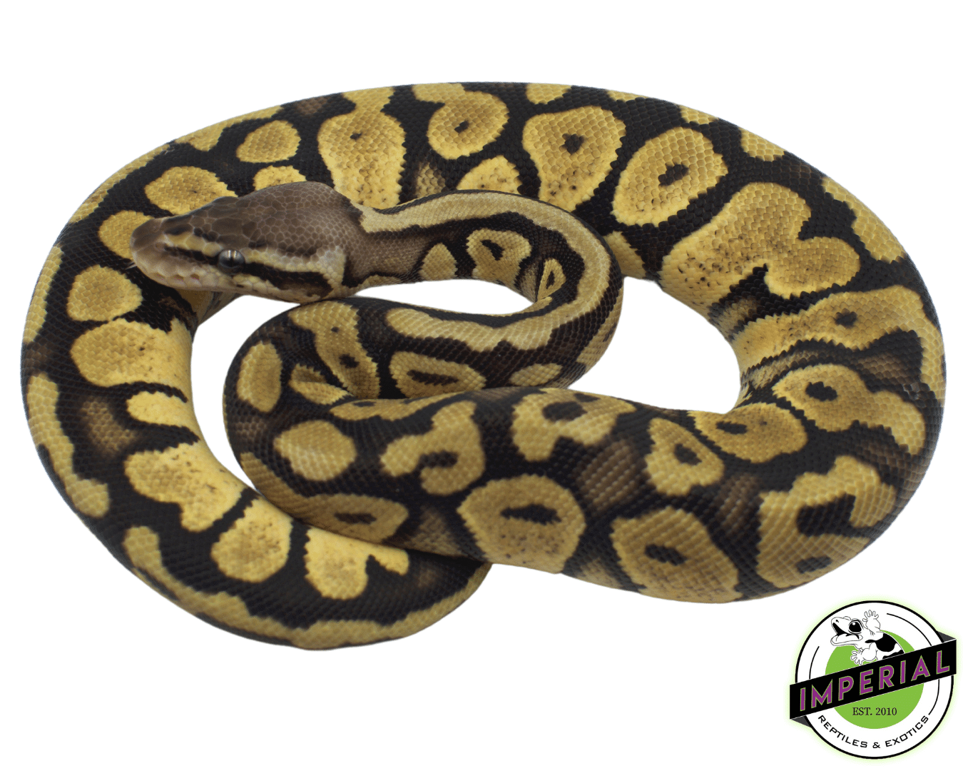 firefly yellowbelly ball python for sale online, buy ball pythons near me