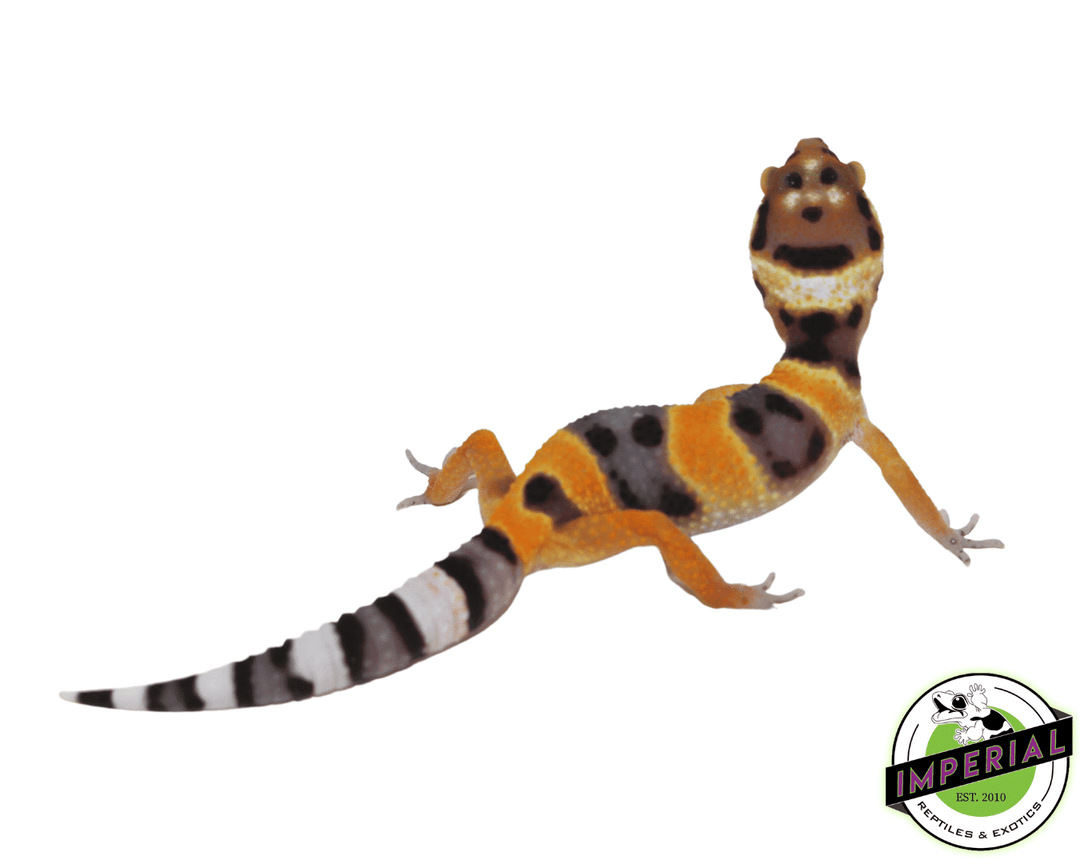 firefox-calico-leopard-gecko-