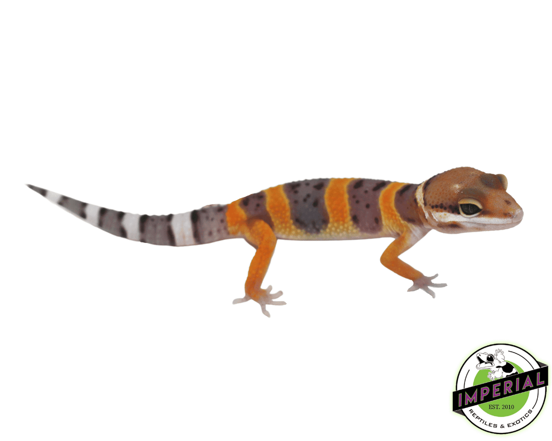 firefox-calico-leopard-geckos-